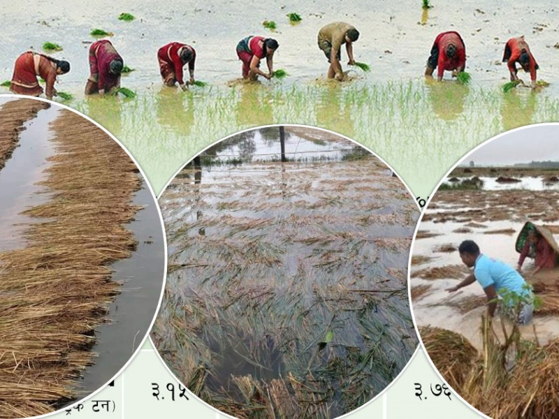 यो वर्ष १४ अर्ब २३ करोड रुपैयाँको धान घट्यो, आर्थिक वृद्धिदरमा ०.३५ प्रतिशत असर